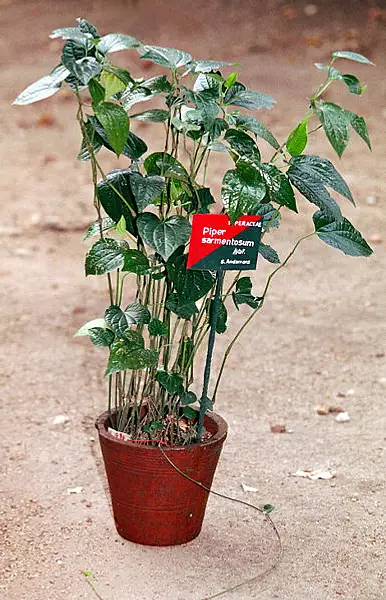 Wild Pepper