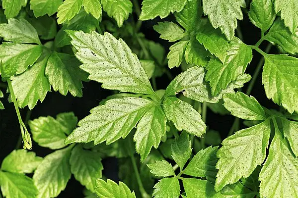 Five Leaf Gynostemma