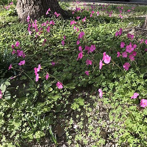 Shamrock Oxalis