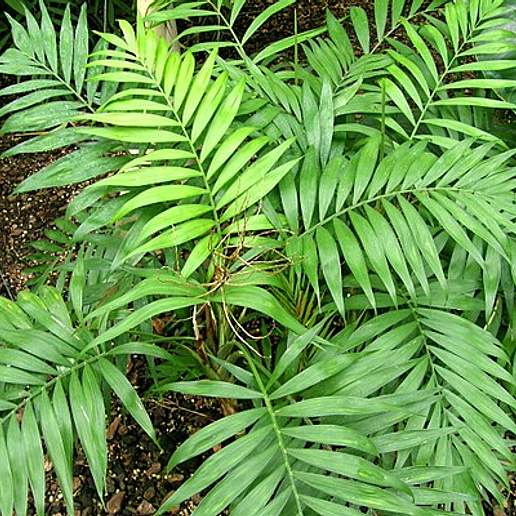Parlor Palm