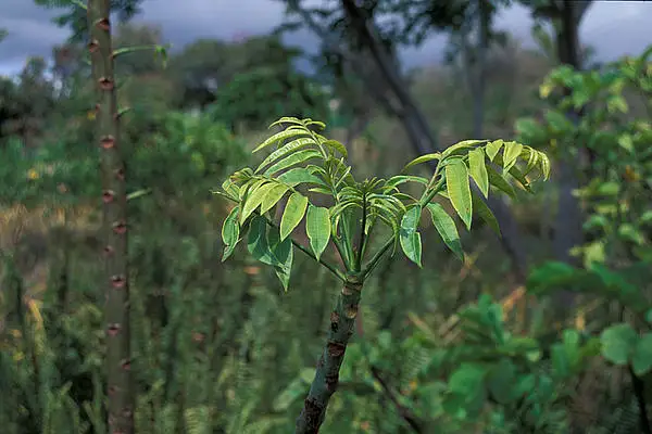 Ambarella