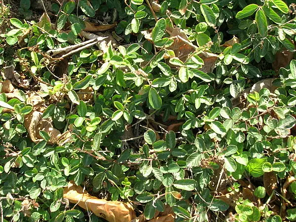 Creeping Beggerweed