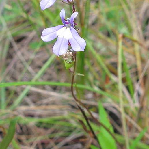 Brook Lobelia