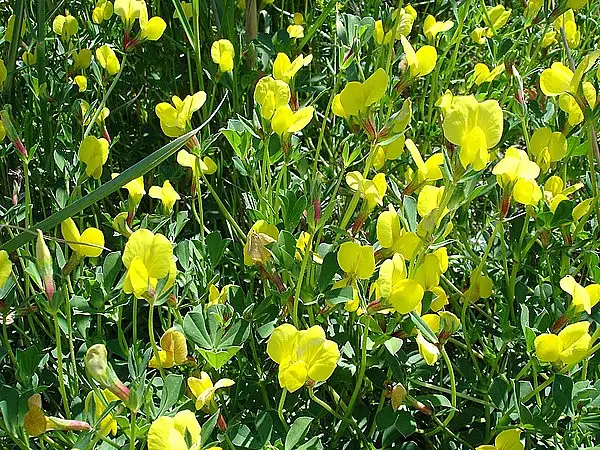 Dragon's Teeth