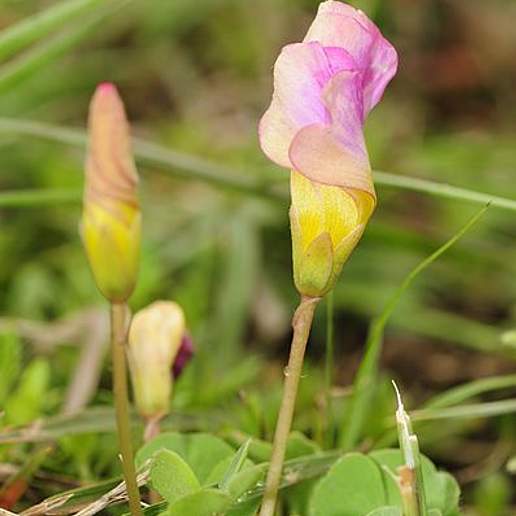 Oxalis obliquifolia
