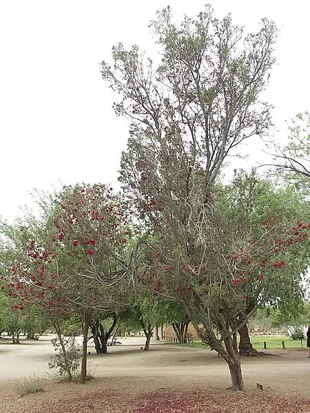 Karoo Boerboon