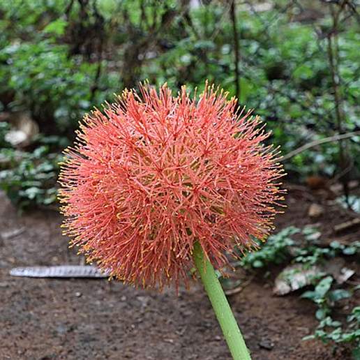 Katherine Blood Lily