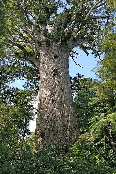 Kauri Pine