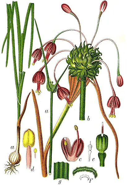 Witch's Garlic