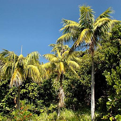 Areca Palm
