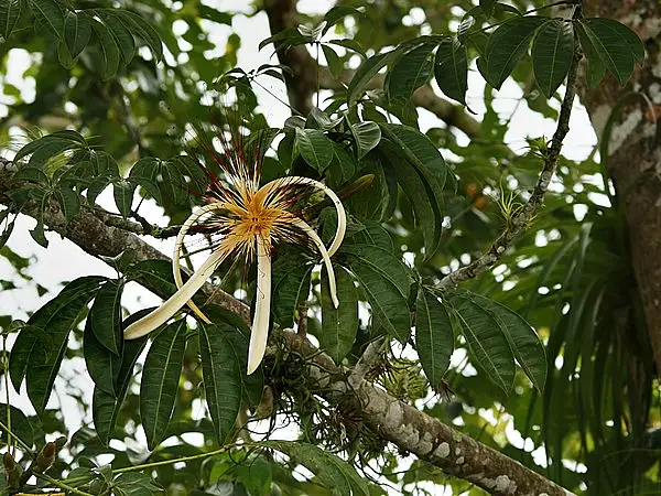 Money Plant