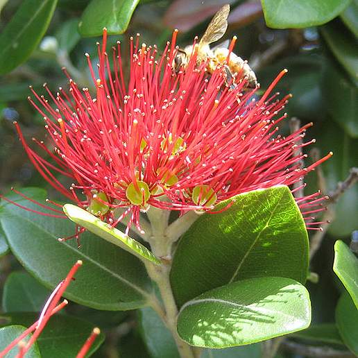 Pohutukawa