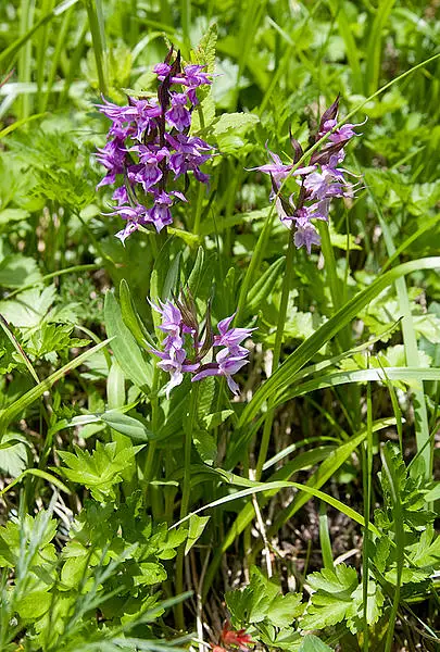 Orchis Aristata Punctata