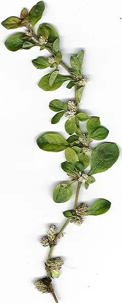 Mat Chaff Flower