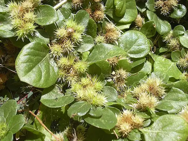 Creeping Chaffweed