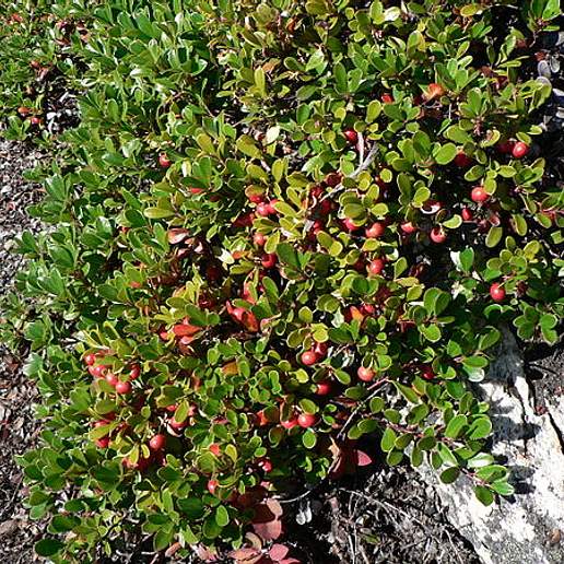 Bear Grape