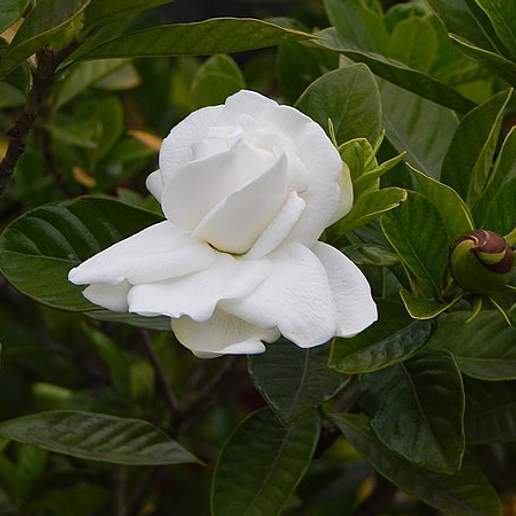 Gardenia