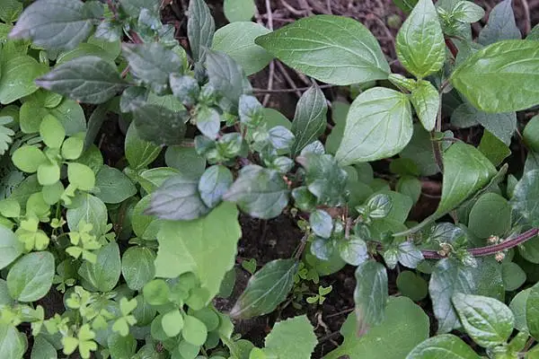 Native Pellitory