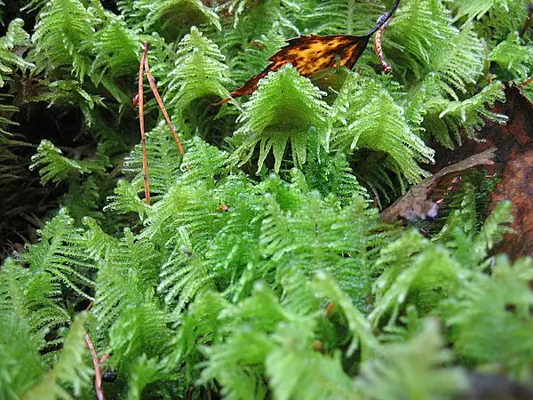 Ostrich Plume Feather Moss