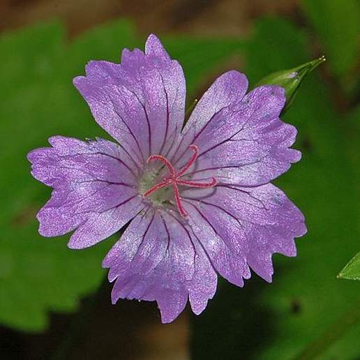 Knotted Crane's Bill