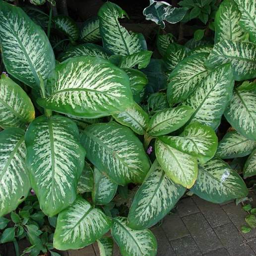 The Plant My Wife Brought Home