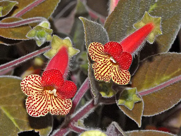 Kohleria