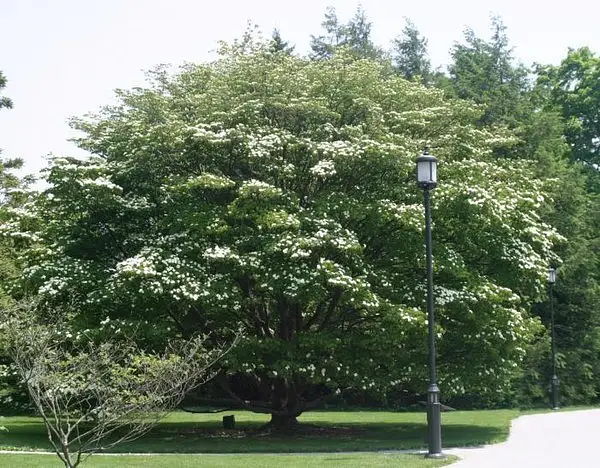 Japanese Flowering Dogwood