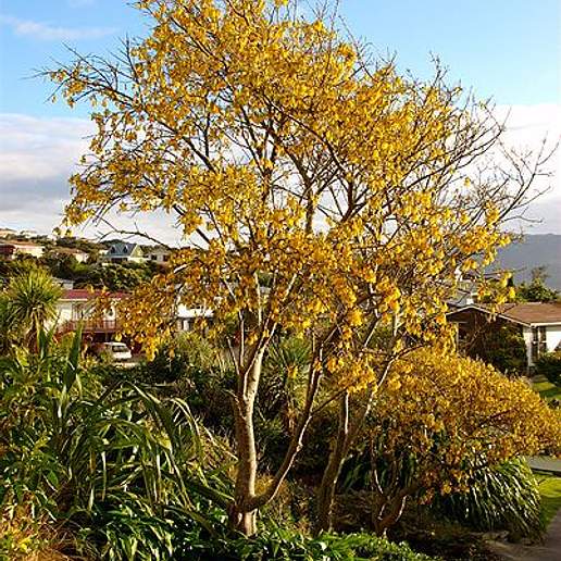 Kowhai