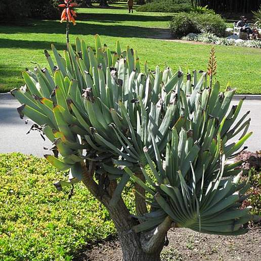 Fan Aloe