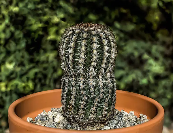 Lace Cactus