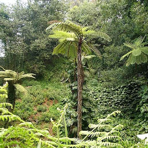 Australian Tree Fern