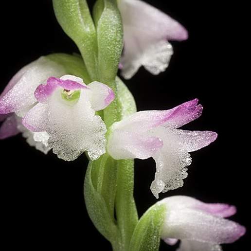 Ladies Tresses
