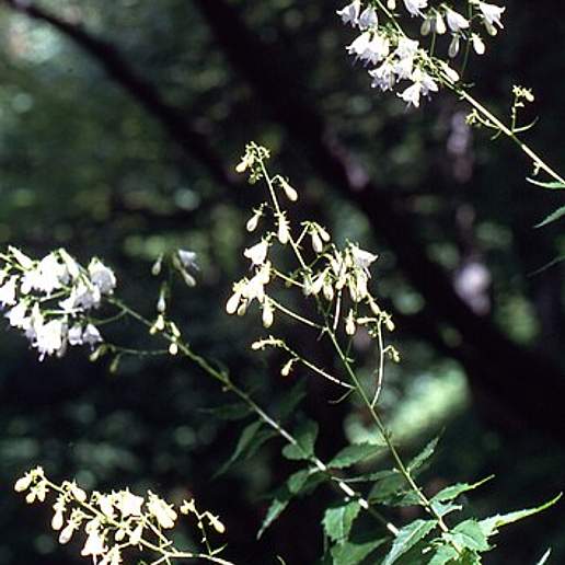 Campanula Perpallens