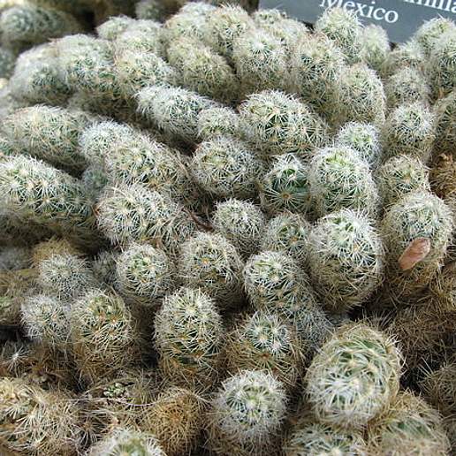 Ladyfinger Cactus