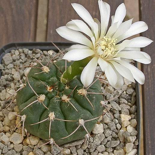 Gymnocalycium ochoterenae