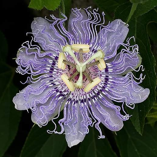 Passionflower
