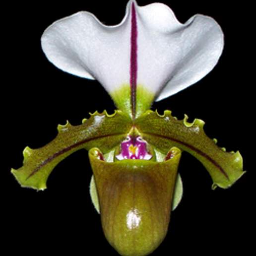 Spicers Paphiopedilum