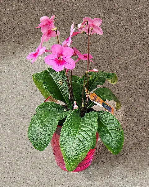 Telari African Violet