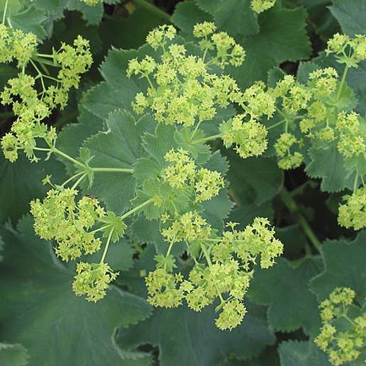 Garden Lady's Mantle