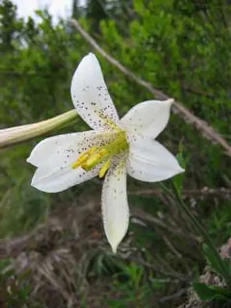 Lady Washington Lily