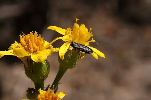 Single Stem Butterweed