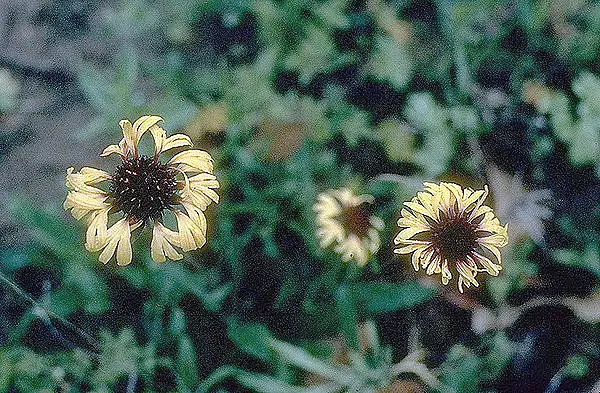 Winkler's Blanketflower