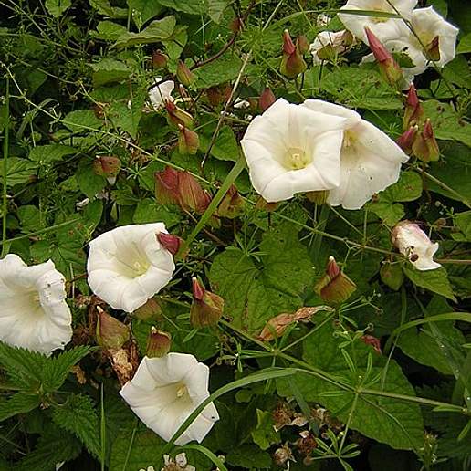 Large Bindweed