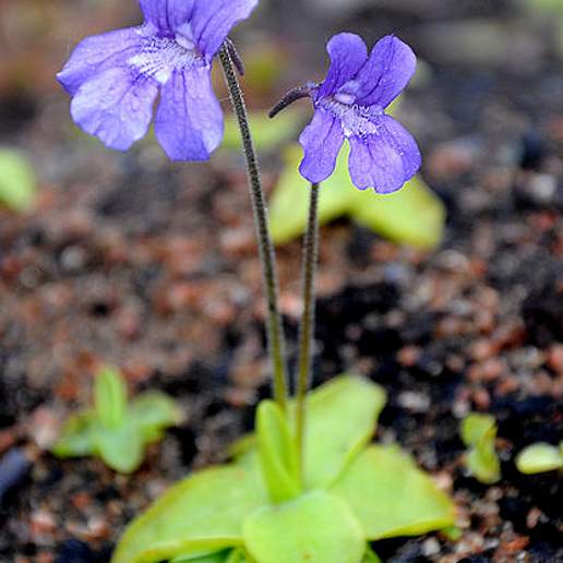 Giant Butterwort