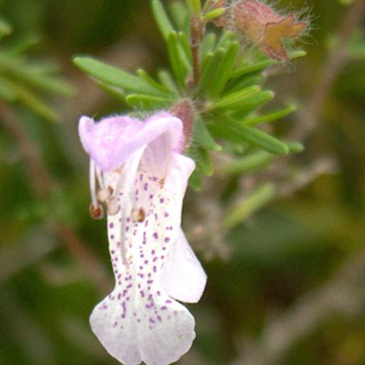Largeflower False Rosemary