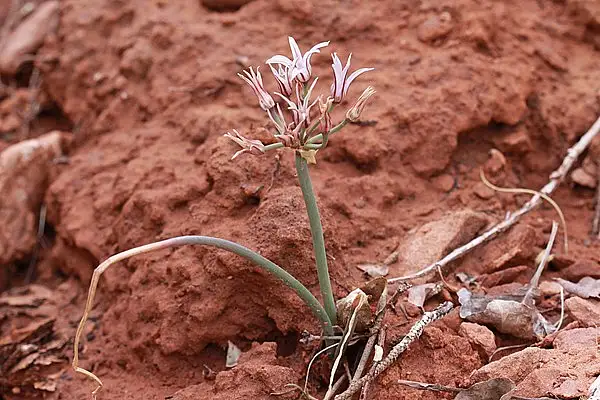 Largeflower Onion