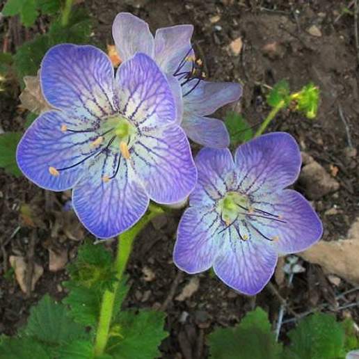 Largeflower Phacelia