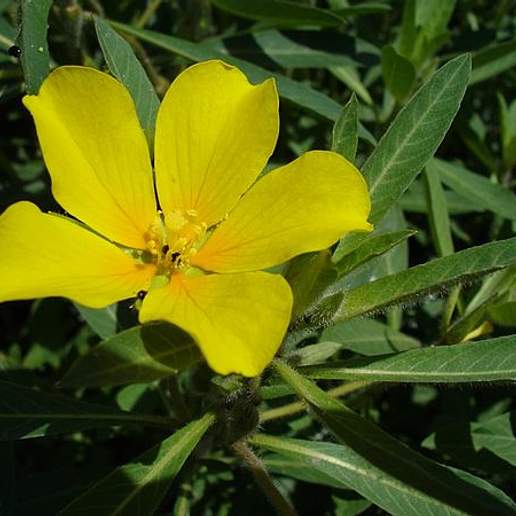 Large Flower Primrose Willow