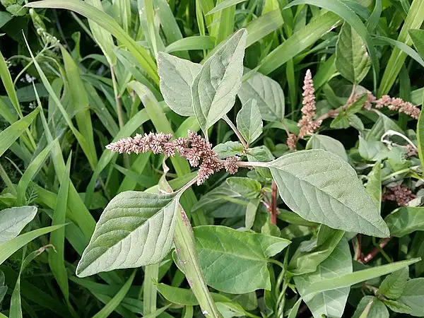 Argentine Amaranth