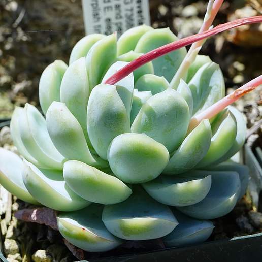 Pearl Echeveria